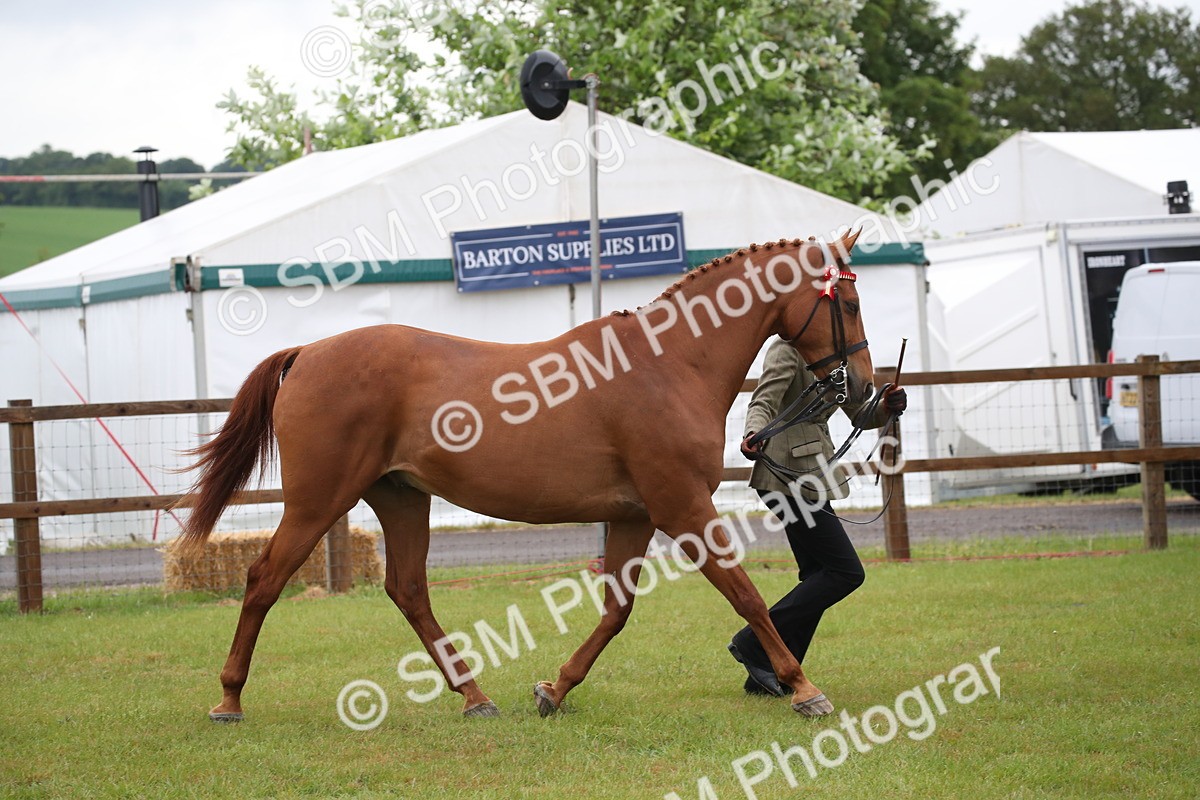 SBM_00142 - Class 17-20 - Arab & Part Bred - Anglo Arab In Hand