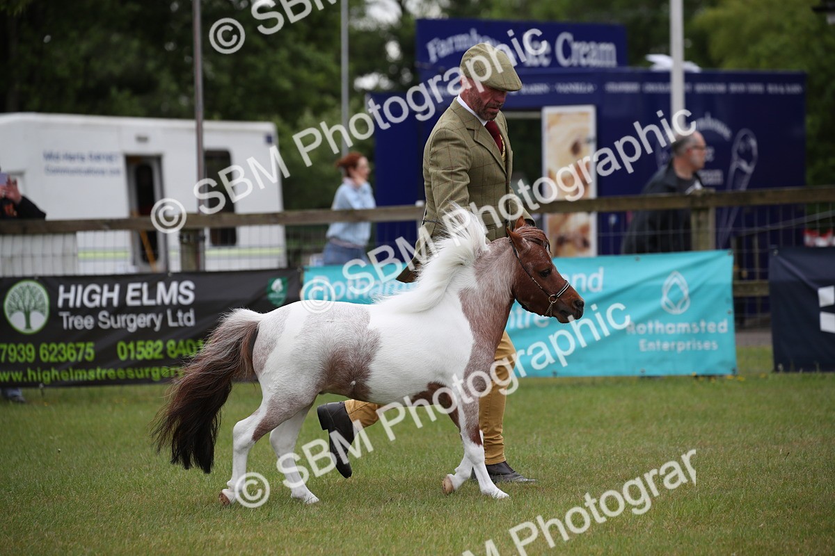 SBM_03712 - Class 23-25 - British Miniature Horse of the Year
