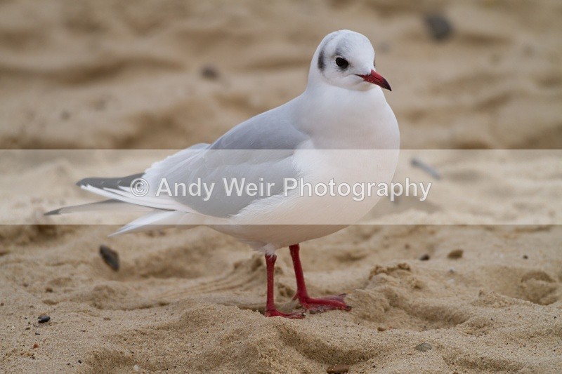 20101128-20101128_Norfolk_3671 - Mediterranean Gull