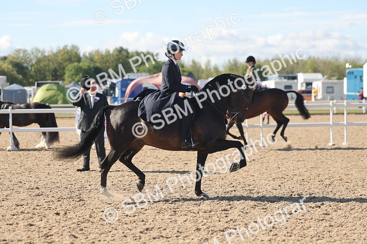 SBM_13055 - Class 305 - Ridden Foreign Breed Pure Bred