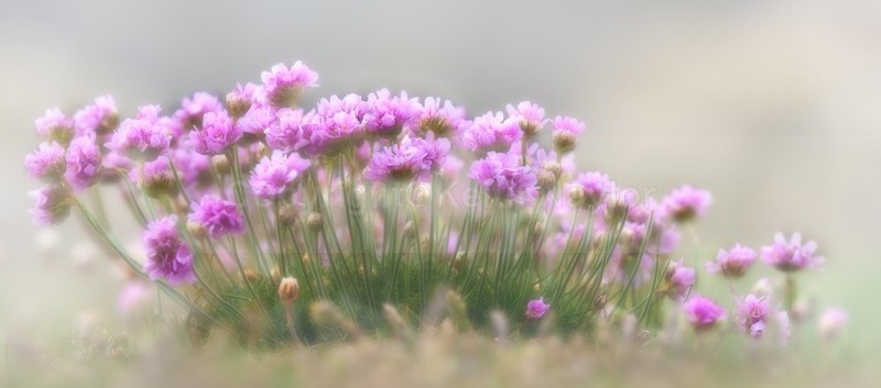 Sea Pinks - Latest Work