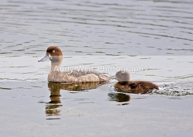 20080810- 050 - Tufted Duck