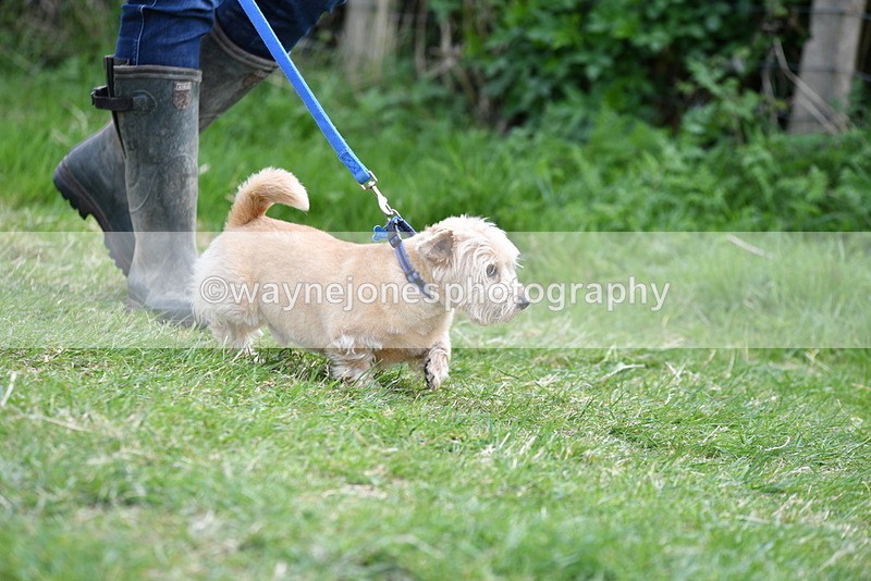 WJ5_0240 - Class 7 Best Terrier