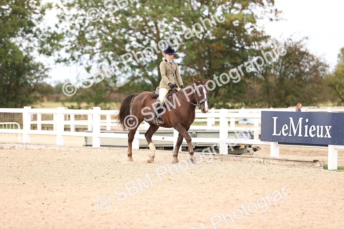 SBM_15979 - Class 417 - Handsomest Gelding (IH or Ridden) Jnr