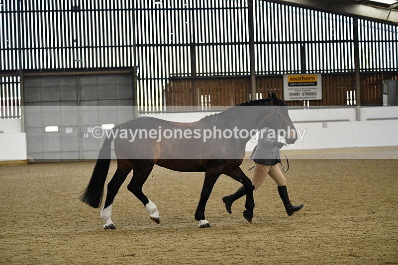 WJ5_5672 - Morning in hand Championship