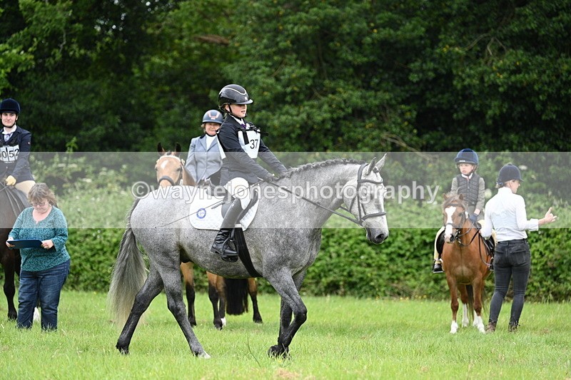 WJ7_3956 - Class 14A Handsome Gelding
