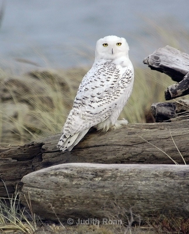 Snowy Owl - Birds