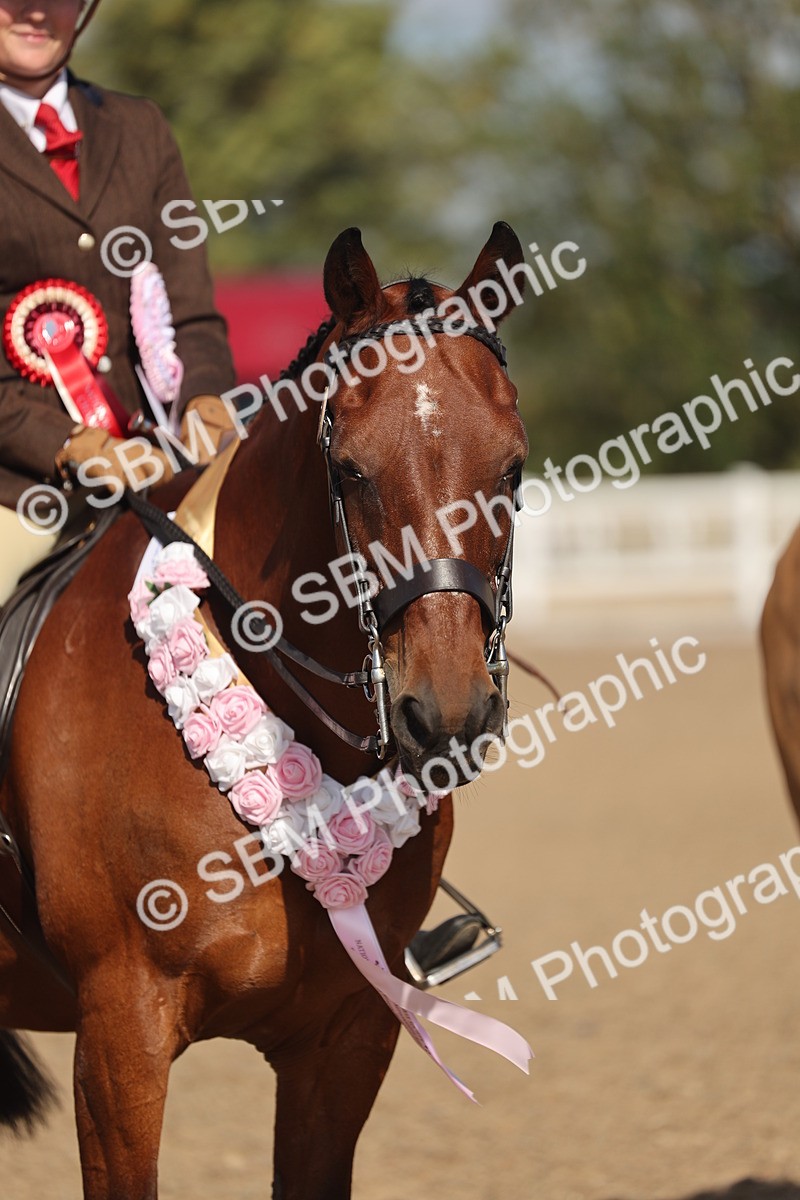 SBM_22637 - Class 804 - Ridden Veteran Pony