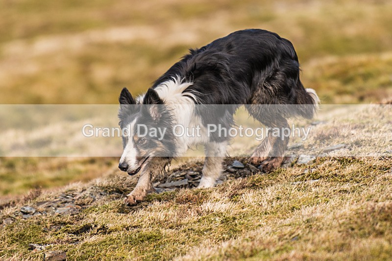 Coledale-1120 - Coledale Horseshoe Fell Race Saturday 30th March 2024
