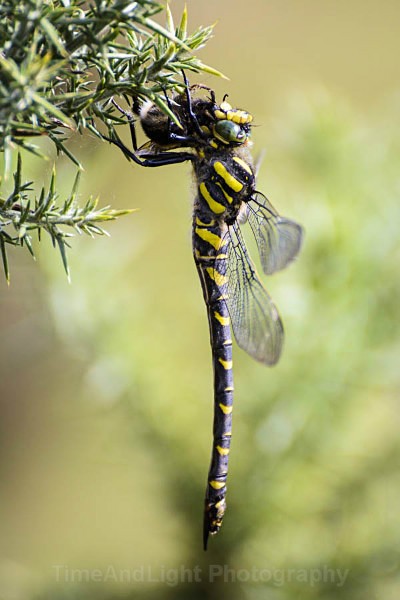 Female Golden-ringed Dragonfly - Dragonflies & Damselflies