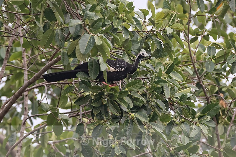 White-throated Piping-Guan perched in tree, Porto Jofre, Brazil - White-throated Piping-Guan