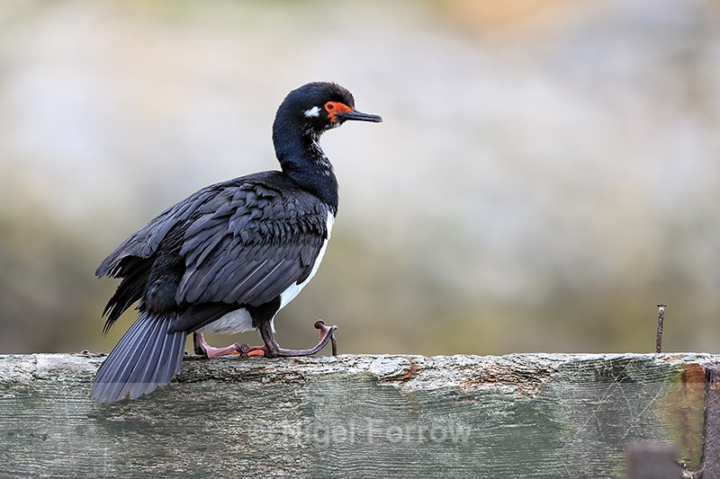 Rock Shag, Carcass Island, Falklands - Rock Shag
