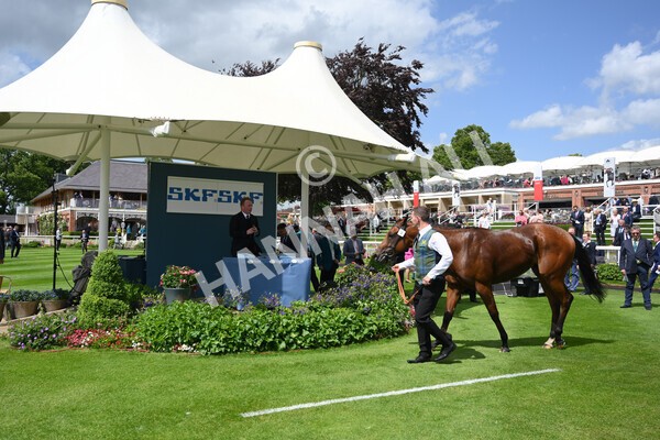 yr10062022r2-44 - Race 2 2.30pm SKF Rous Selling Stakes