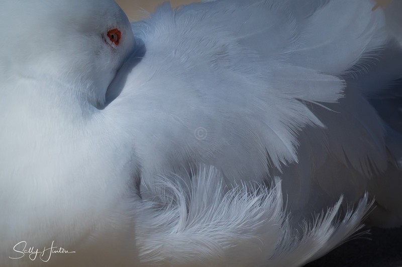 Gull Feathers