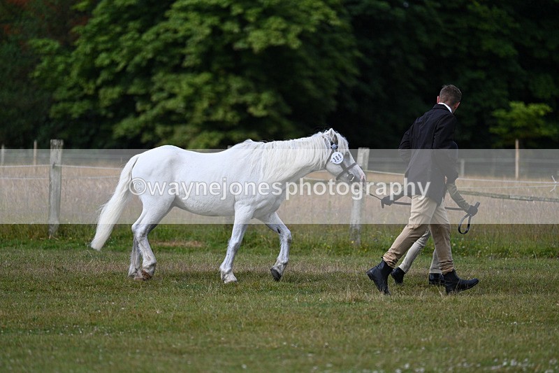 WJ7_4467 - Class 1 Lead Rein Pony