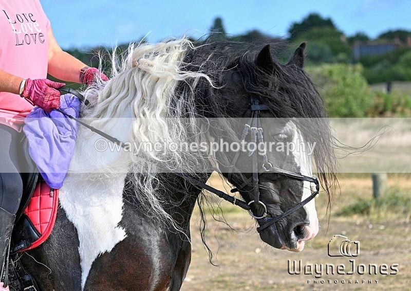 WJ7_4495_1 - Kellie & Churchill ... do Hayling Island 25-08-24