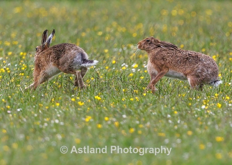 Brown Hare - Latest Images