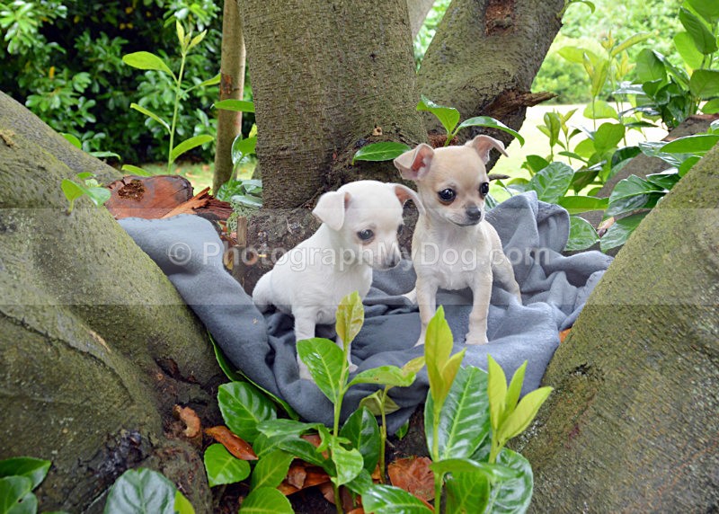  - Chihuahuas