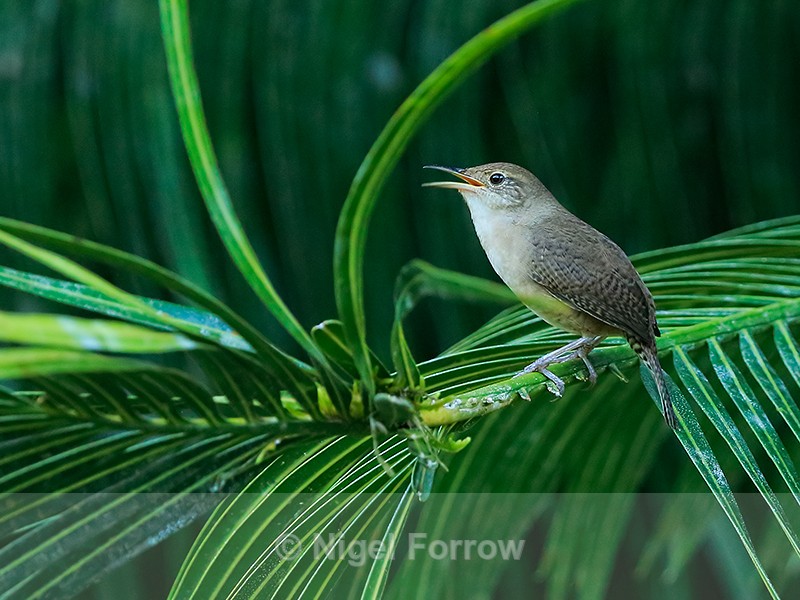 Southern House Wren singing, Osa Peninsula, Costa Rica - Southern House Wren
