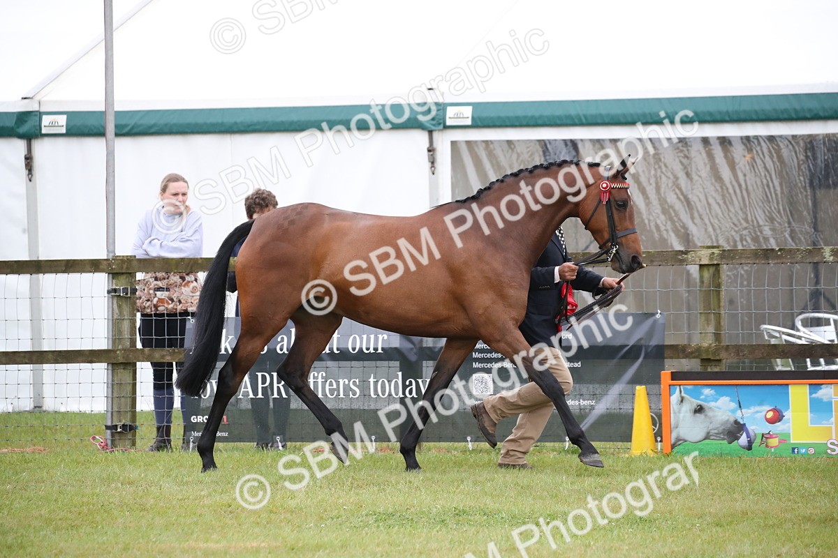 SBM_00204 - Class 17-20 - Arab & Part Bred - Anglo Arab In Hand