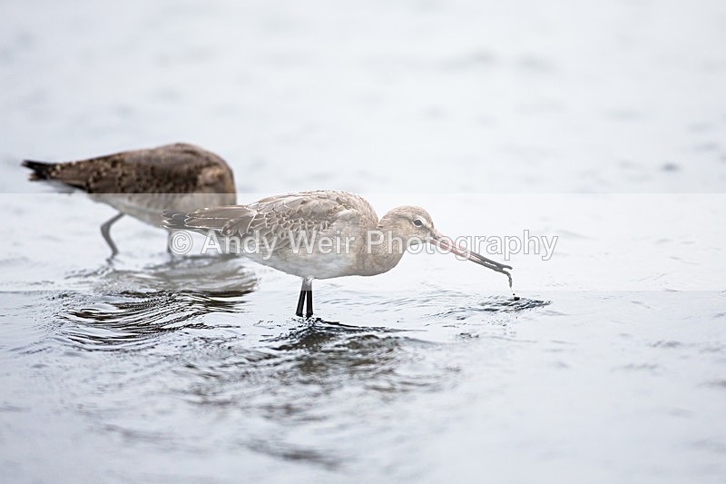 20131001-3K8A6542 - Black Tailed Godwit