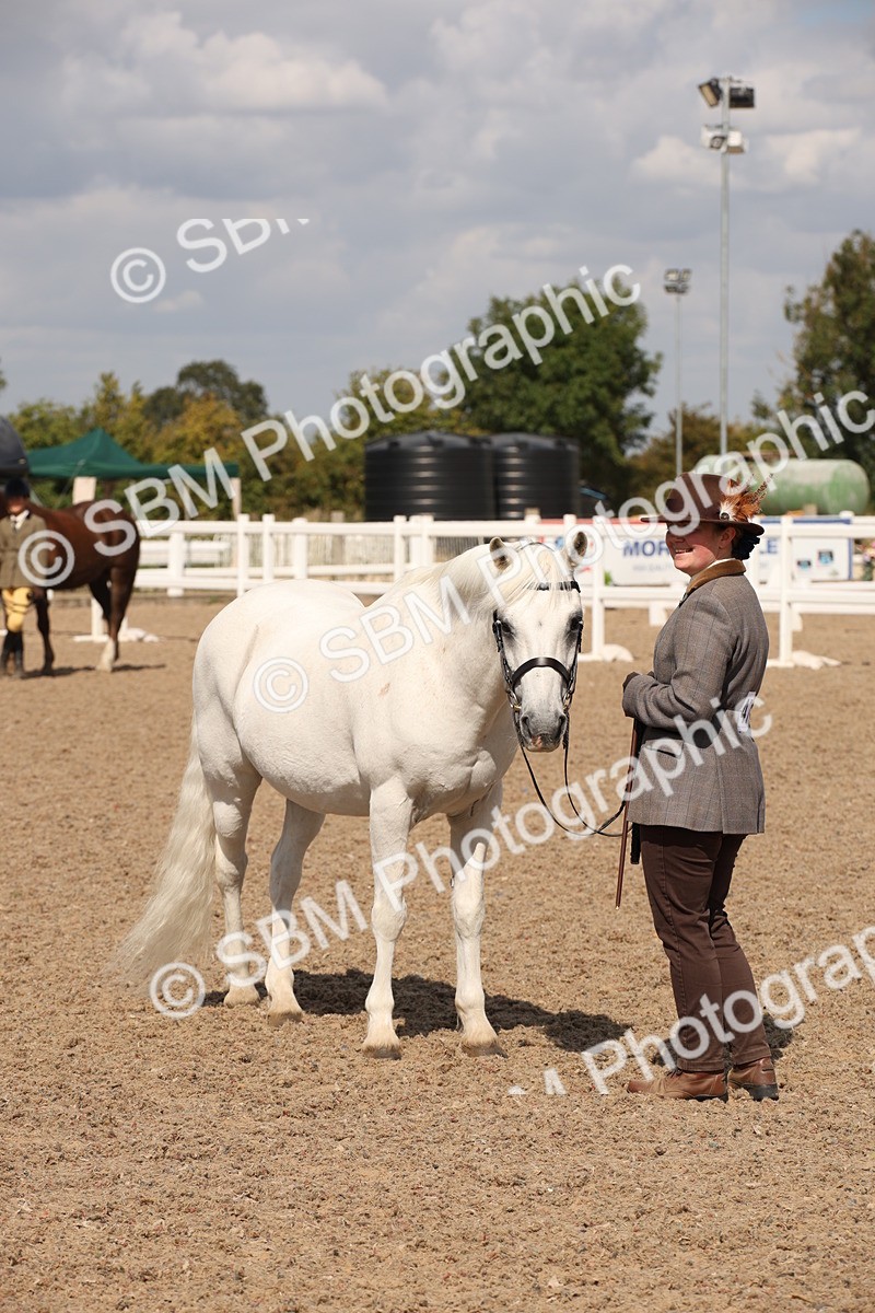 SBM_03432 - Class 18 Handsomest Gelding (IH or Ridden)