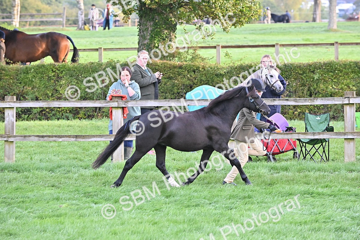 SBM_54591 - S44 - Youngstock In Hand
