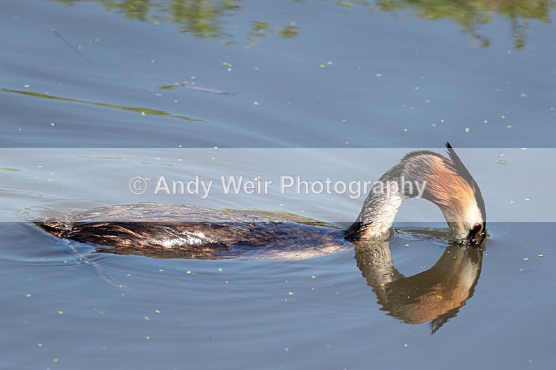 20180529-Woolston8E0A6559 - Gt. Crested & Little Grebes