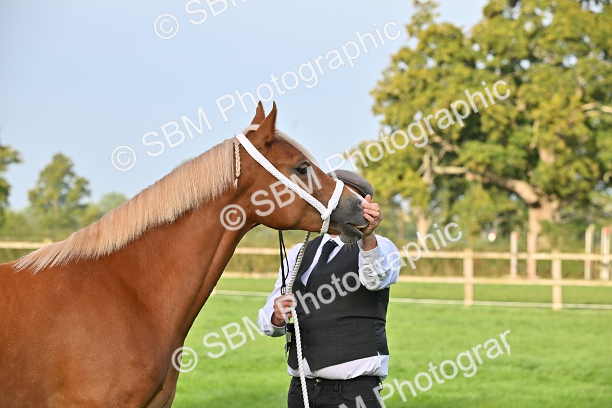 SBM_55362 - S44 - Youngstock In Hand
