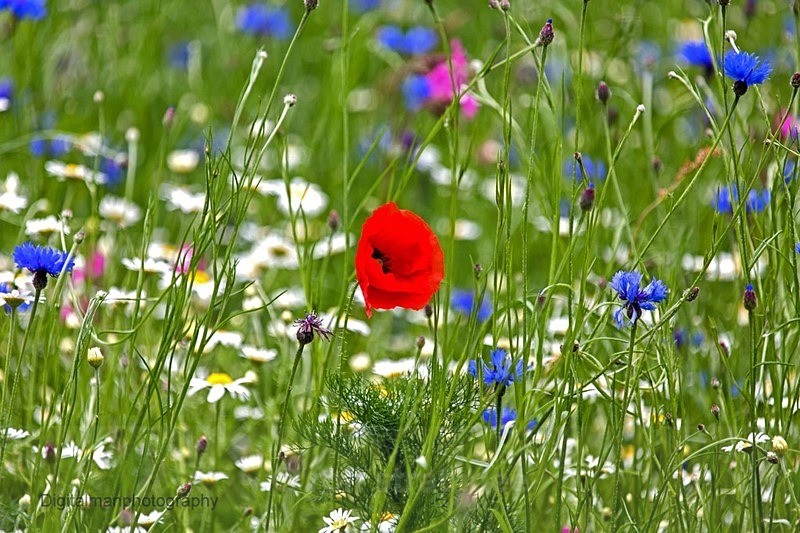 Wild flower meadow - Life on Man