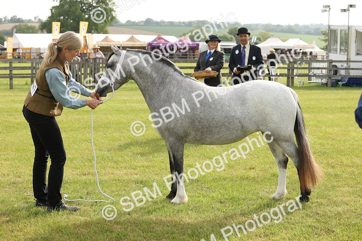 SBM_00422 - Class 6-13 - Mountatin and Moorland In Hand Welsh Breeds