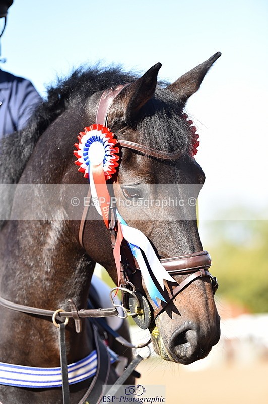 231014A-113056-04059 - Cls 13 85cm Amateur Q 2nd R