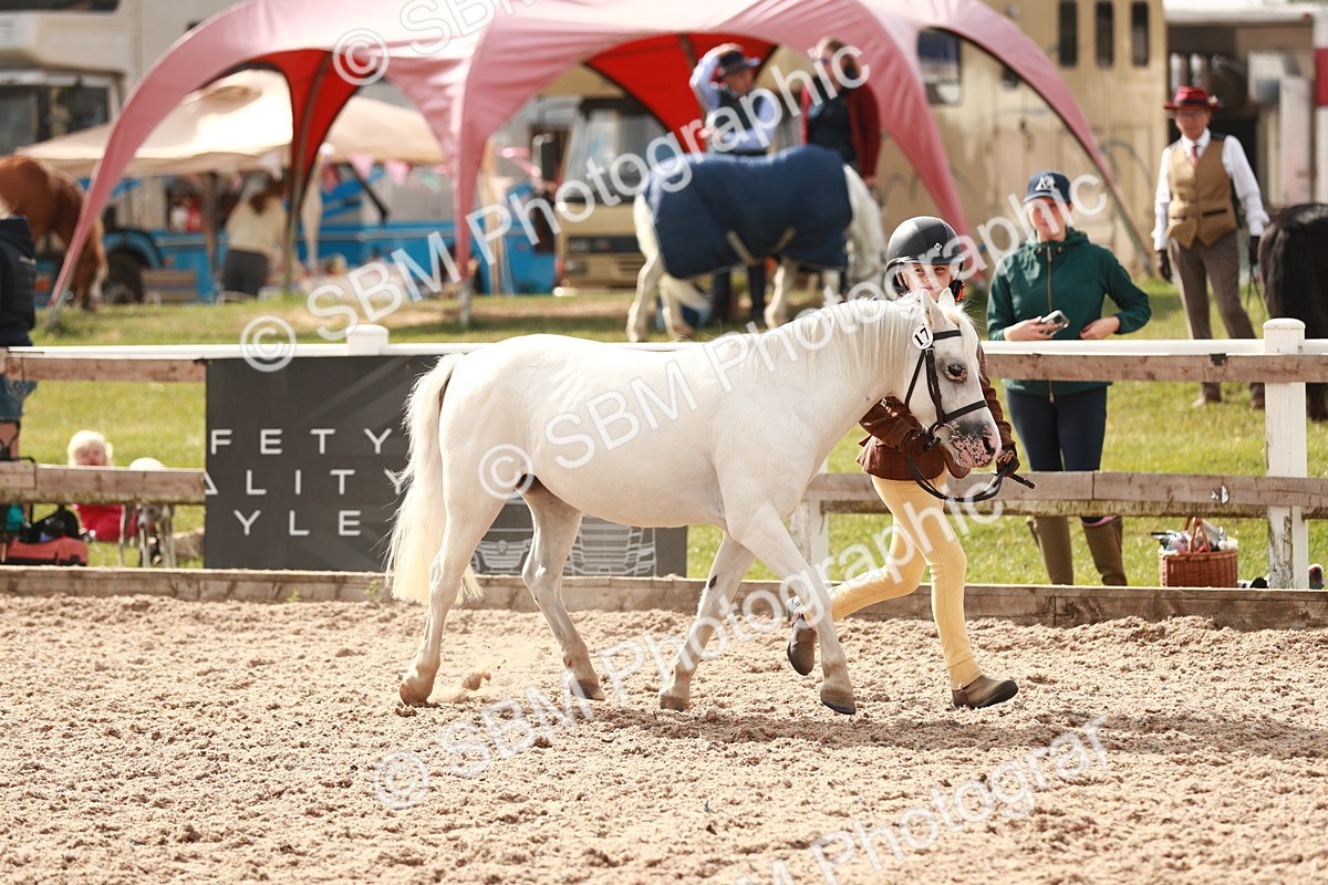 SBM_11816 - Class 206 IH Non Show Type Pony