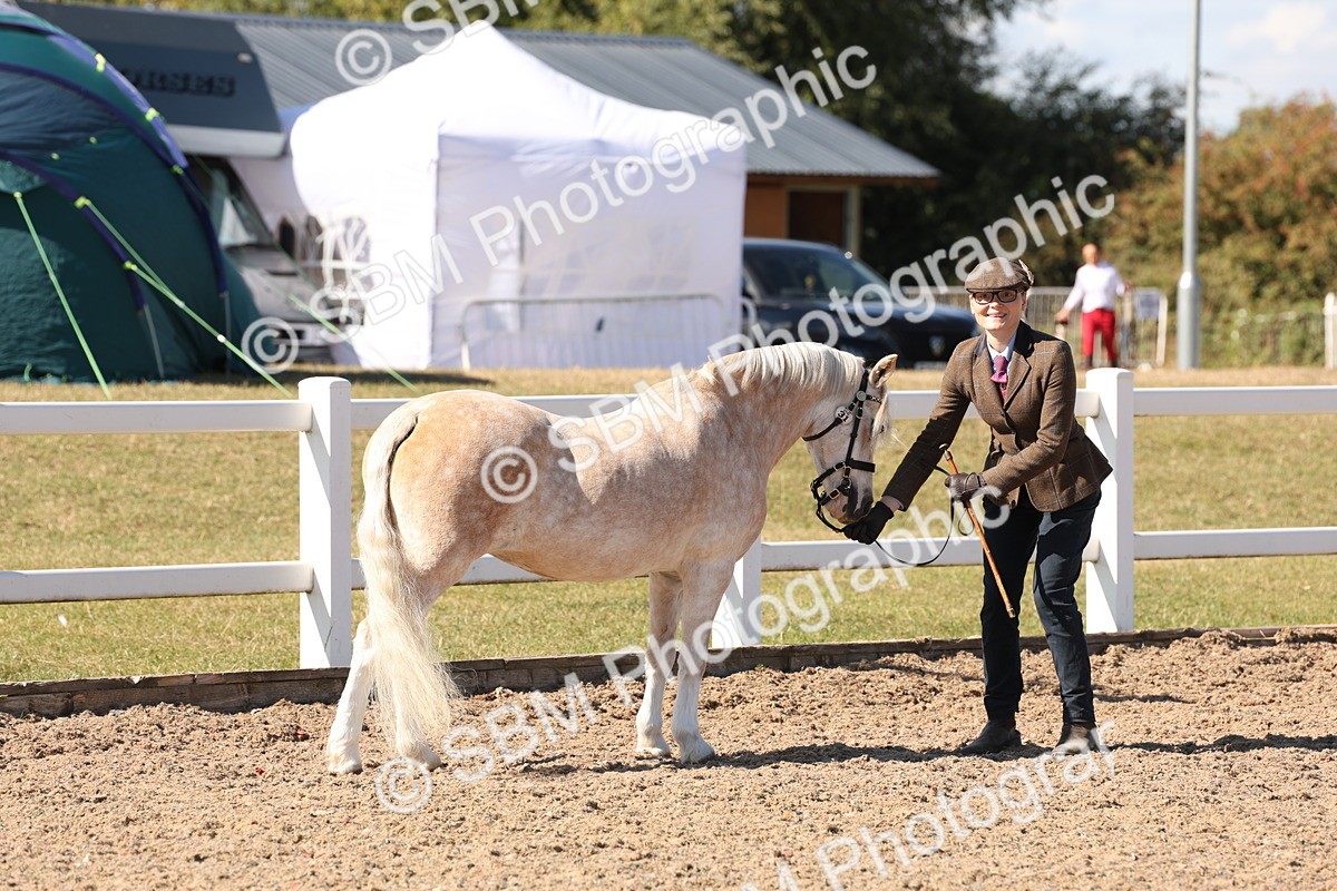 SBM_13880 - Class 205 - IH Show Pony - Show Hunter Pony