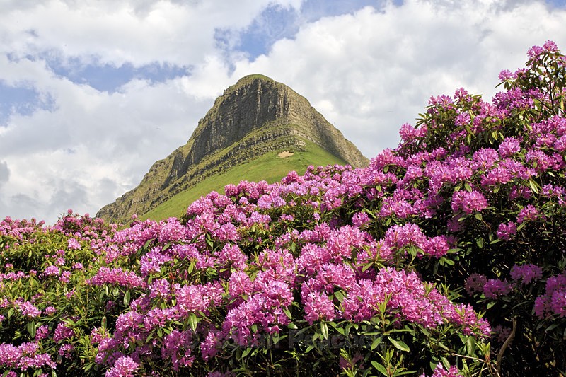 Benbulben Flowers in Bloom - West of Ireland