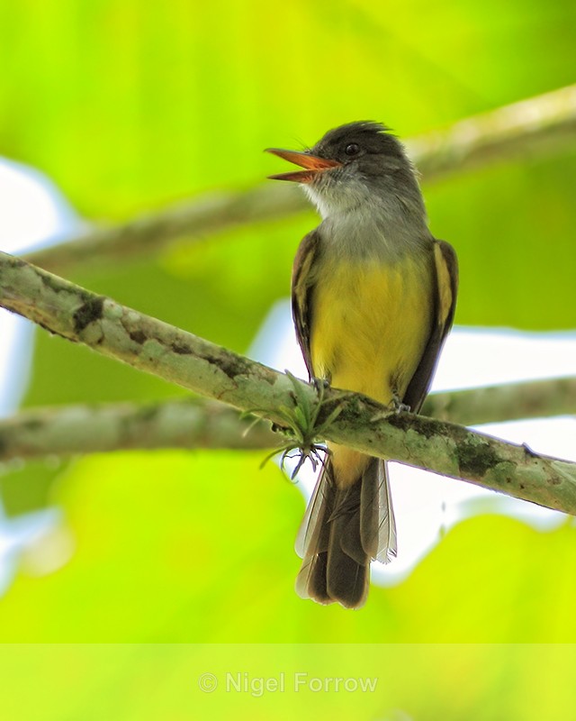 Dusky-capped Flycatcher, Costa Rica - Dusky-capped Flycatcher