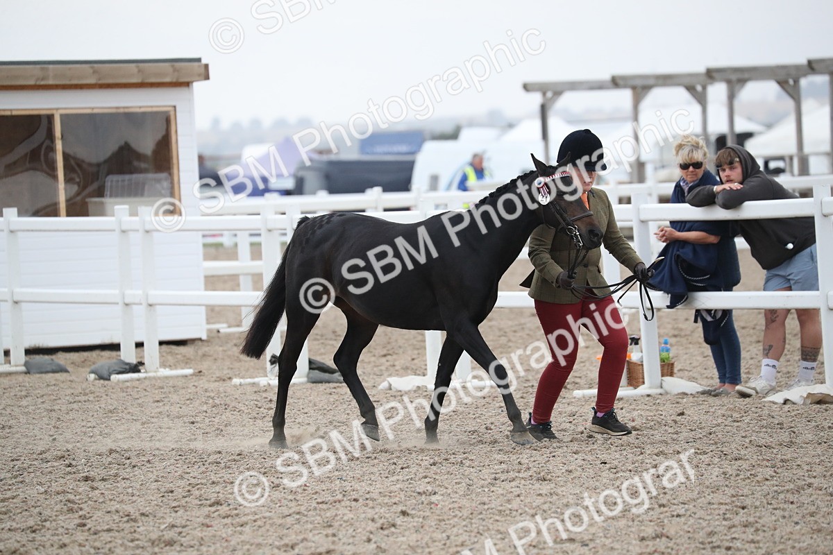 SBM_18333 - Class 318 IH Part bred Horse/Pony