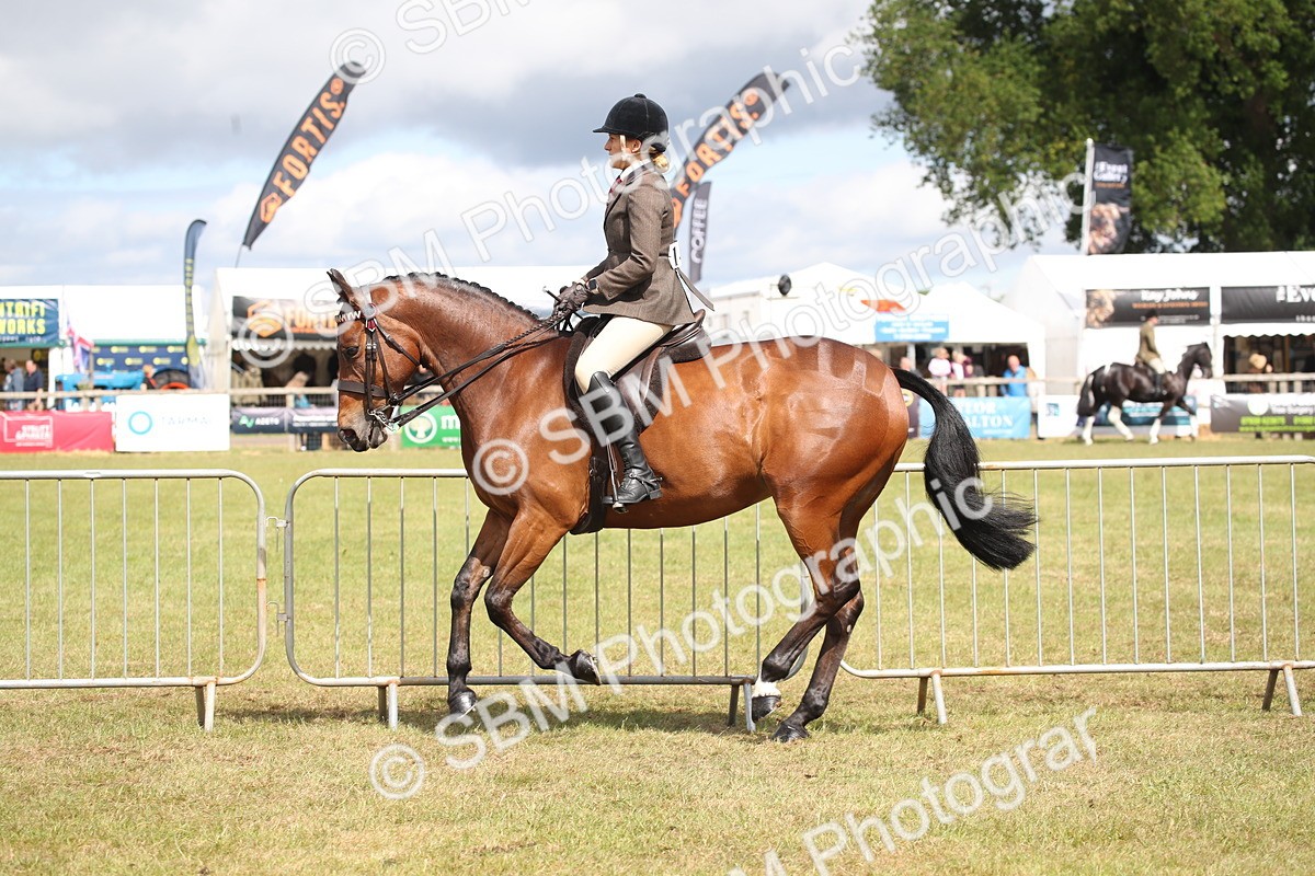 SBM_13238 - Class 95-96 - LIHS BSHA Rising Star Hack Riding Horse