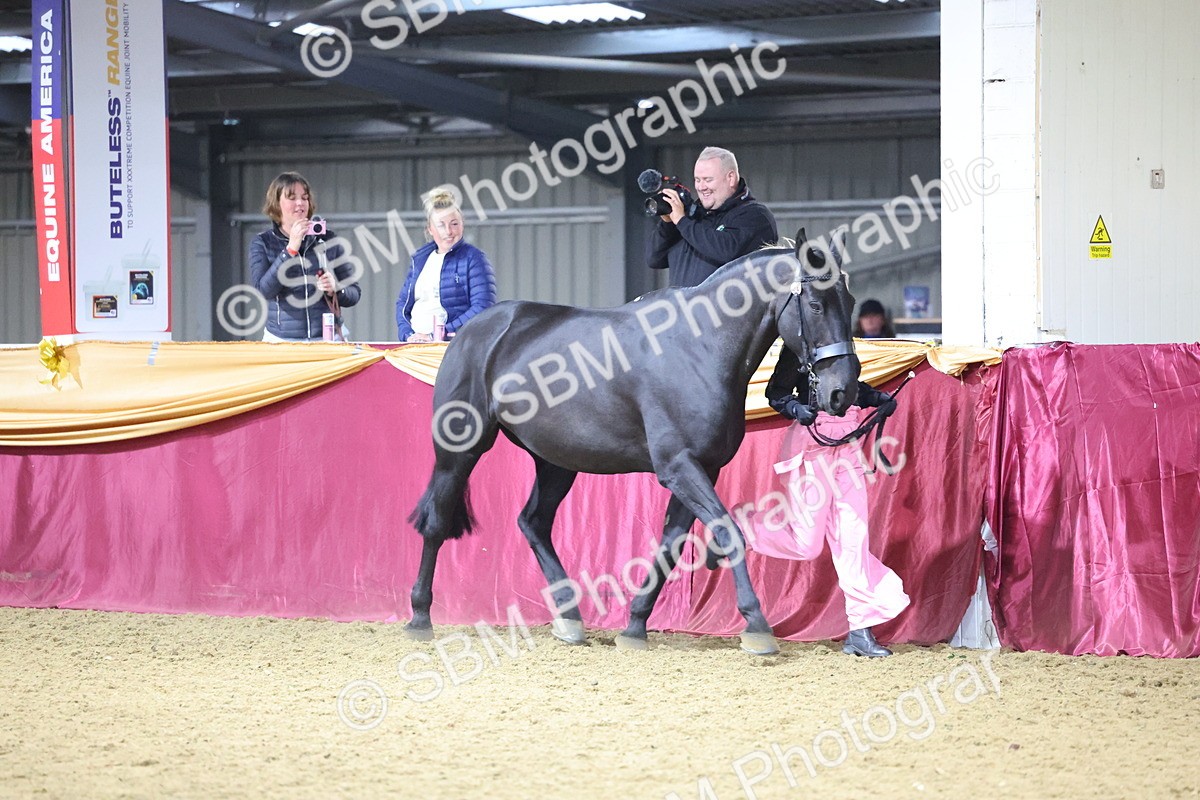SBM_19125 - Class I Competition/ Riding Club Champ