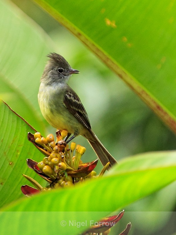 Yellow-bellied Elaenia, Costa Rica - Yellow-bellied Elaenia
