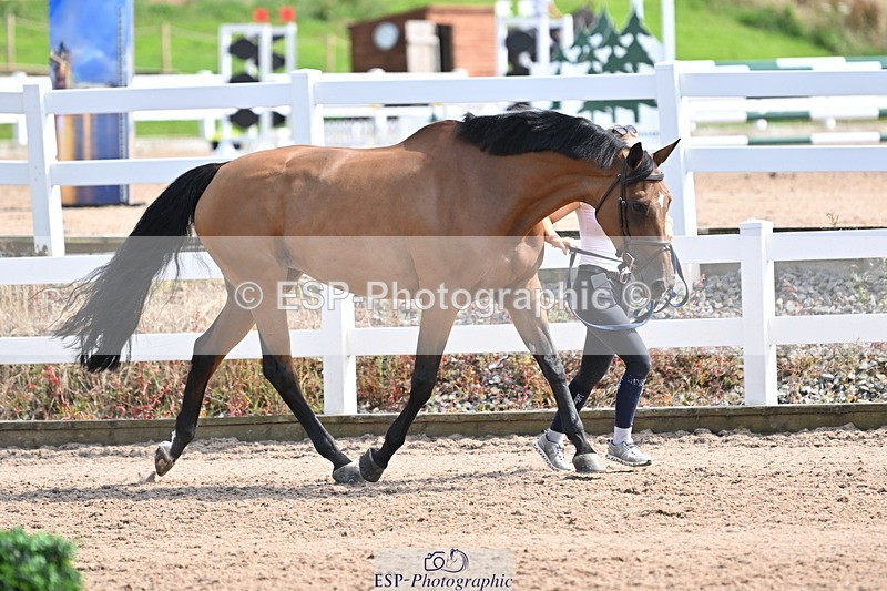 240717A-155454-03179 - Trot Up 3pm to 4pm