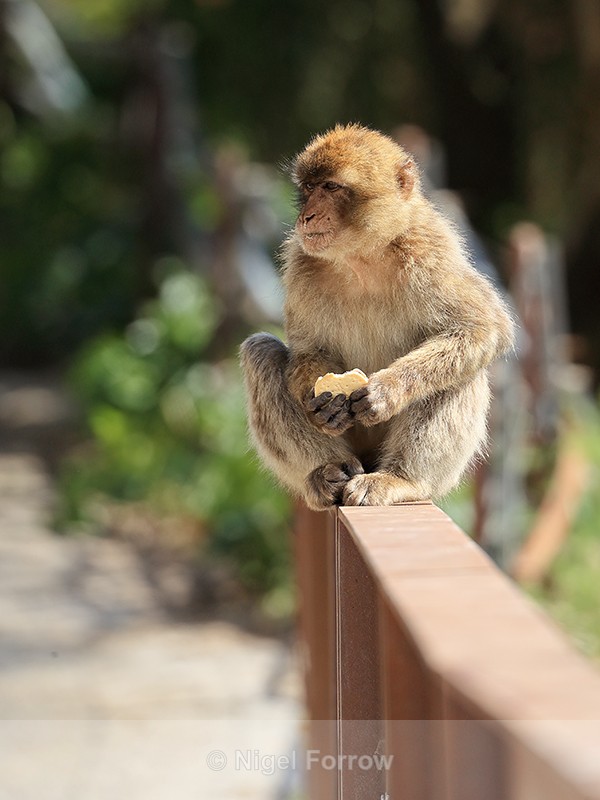 Barbary Macaque eating biscuit, Gibraltar - Monkey
