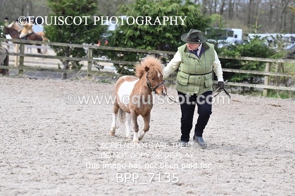 BPP_7135 - RING 1  (RIDDEN HORSES / IN HAND / VETERAN ETC)