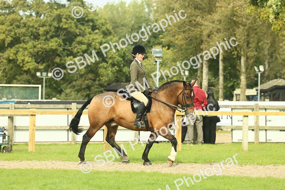 SBM_68196 - S58 - Mini Show Cob Ridden