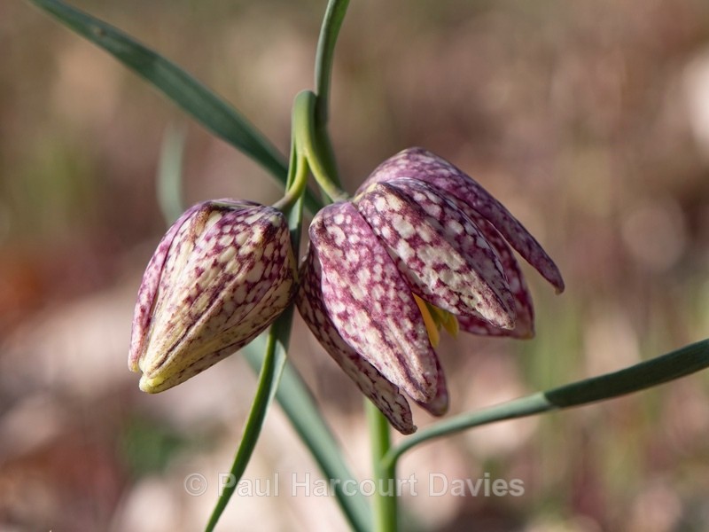 Snakeshead fitillary ( Fritillaria meleagris) - Flower Portraits