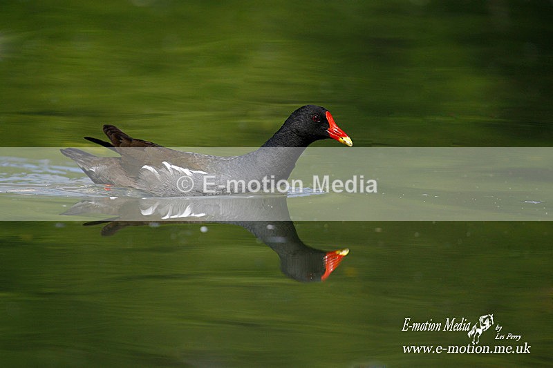 Moorhen 150606 119a - Nature