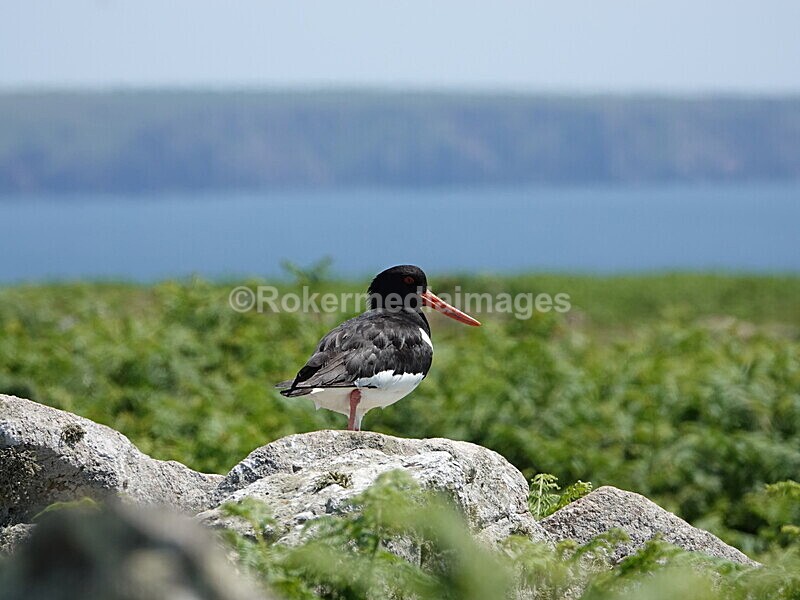 DSC00423 - Skomer 2019