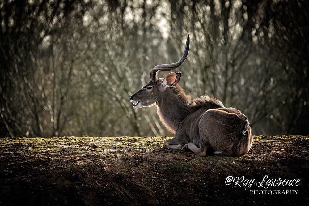 Kudu - RLP_4956-1710 - Vulnerable and Beyond