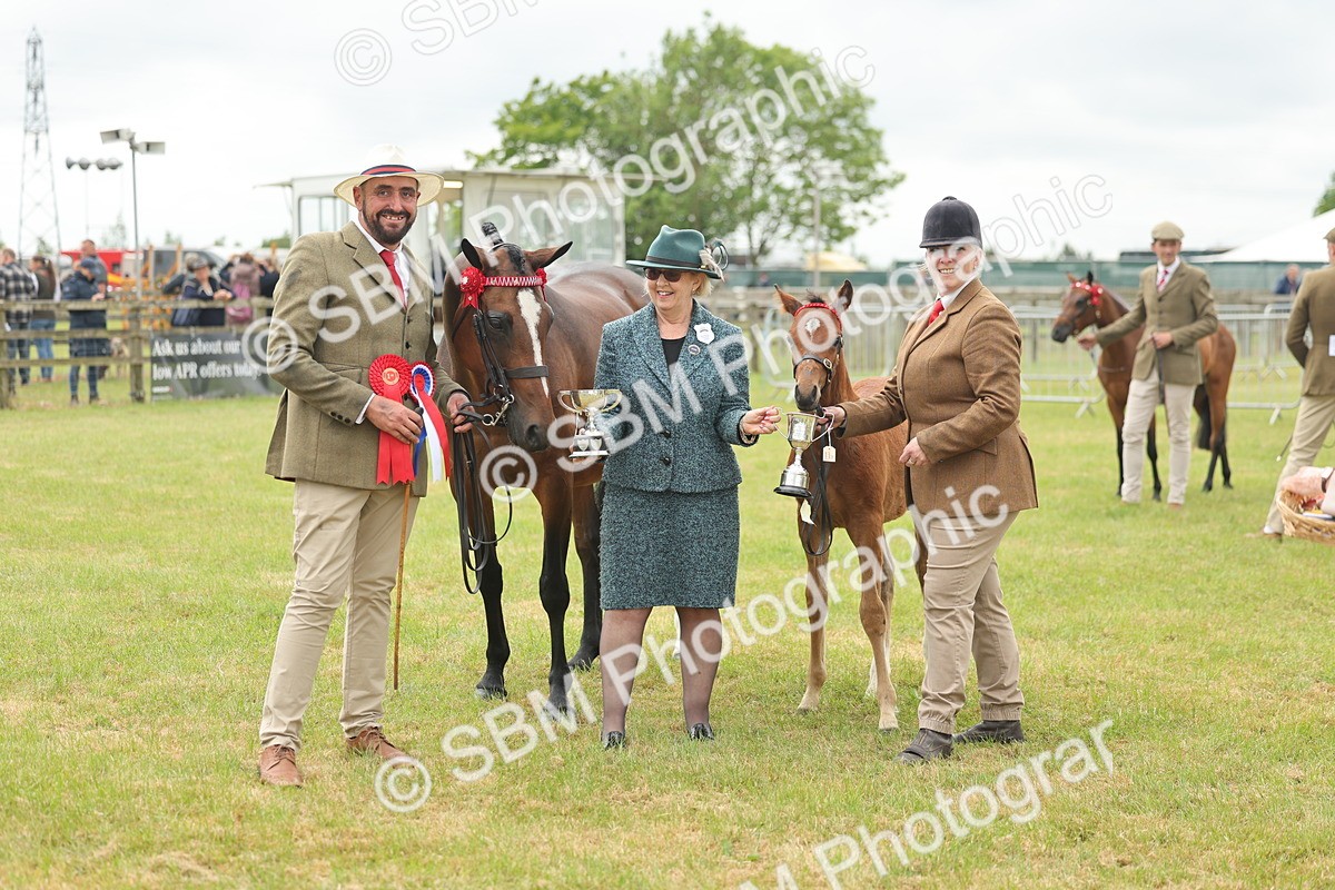 SBM_05586 - Class 68-73 - Riding Pony Breeding