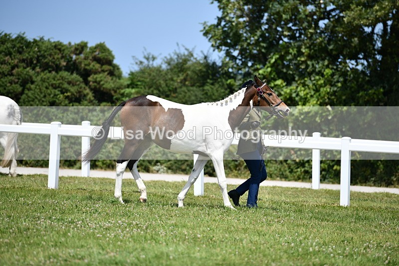 DSC_7461 - Class 63: Coloured Horse Youngstock